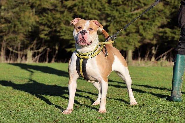 Destiny is a gorgeous two-year-old Bulldog who, like many dogs her age, is a little shy and reserved until she's gotten to know you properly. She loves to play with her toys and is quite foody so if you fancy doing some training with her, she'd really enjoy that. She is very friendly with other dogs but does have a rather brash way of saying hello which some dogs may not appreciate! She'd love to have walking buddies but for now she needs to be the only pet in her home. She's got a good history of being housetrained and travels fine in a car. Once she's settled into her new home she should be ok to be left for a few hours.