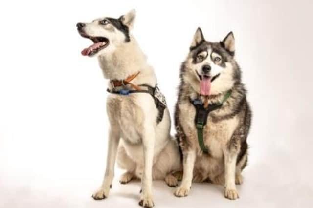 Huskies Tala and Goose had a tough time before coming to the centre as they were both kept in cages for long periods of time. 12-year-old Goose is deaf and loves zooming about fields, while seven-year-old Tala enjoys chilling.