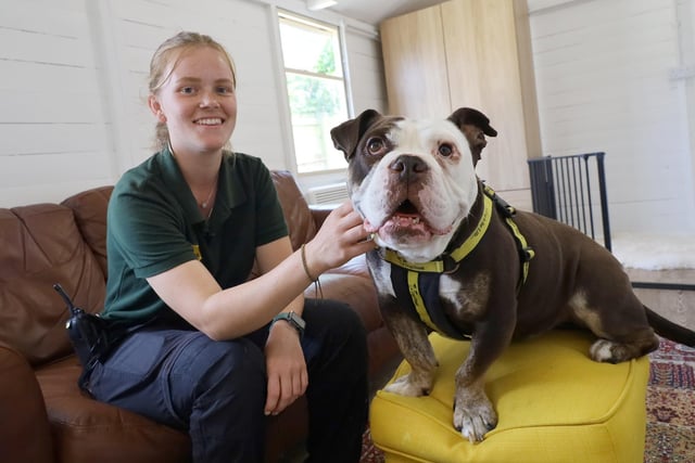 Three-year-old Bulldog Frank loves relaxing with his handlers in the centre's living room. It has been designed to look like a normal living room to get the dogs used to the items they will encounter in their next home.