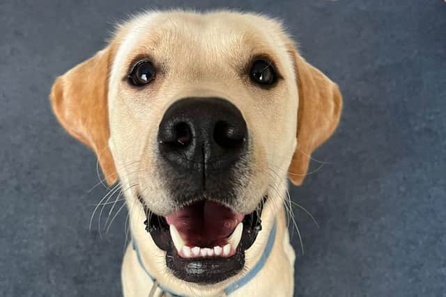 Trainee support dog Ellis