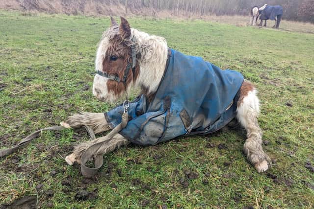 The foal was tethered in a field and was lethargic and wobbly on his feet. Photo: RSPCA