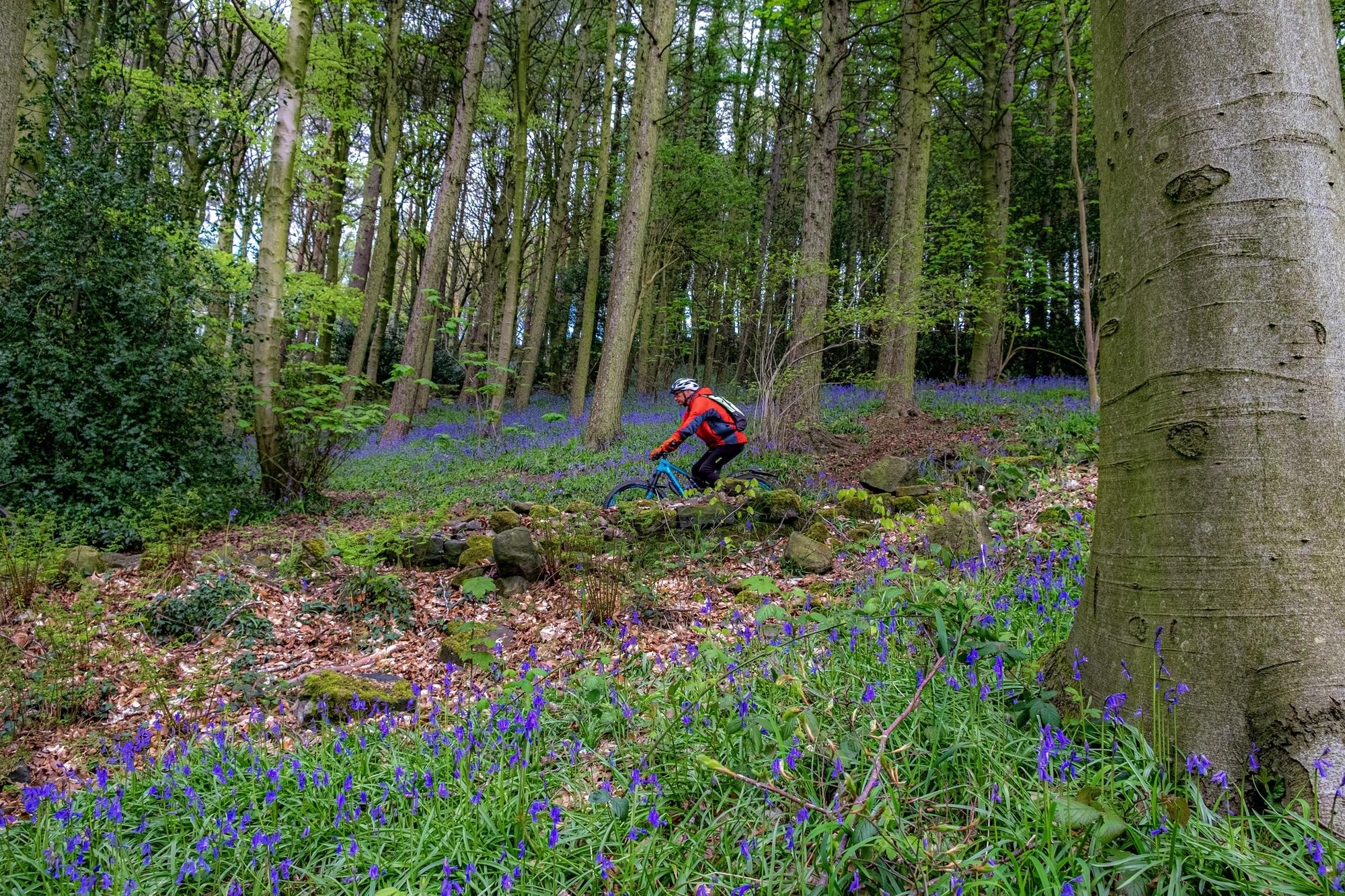 Best places in Yorkshire to see bluebells - Vimarsana News