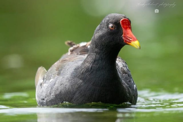 And finally the adult Moorhen they have the iconic black feathers but you can see the brown feathers on the back of the bird.