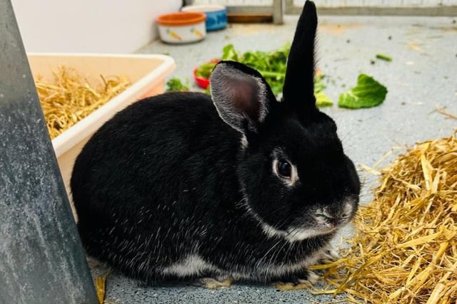 Two-year-old Rodger has a huge character and love for attention and being around people. He's quite confident once settled and will happily come up and say hello - he enjoys a stroke and fuss too.