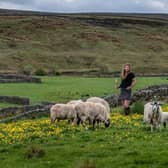 Our Yorkshire Farm has proved popular with fans of the show, and is soon returning for a third series (Photo: James Hardisty)