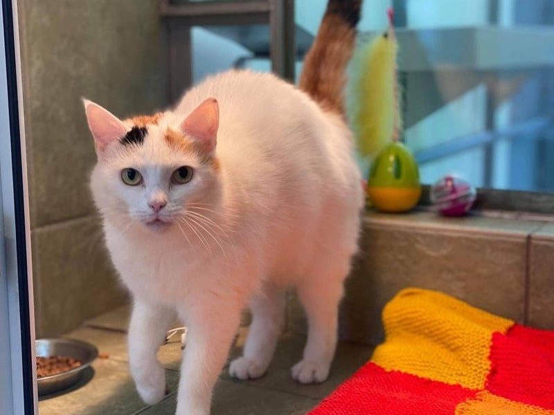 Emma didn’t have the best start in life and is looking for somewhere to call home and show off her affectionate side.