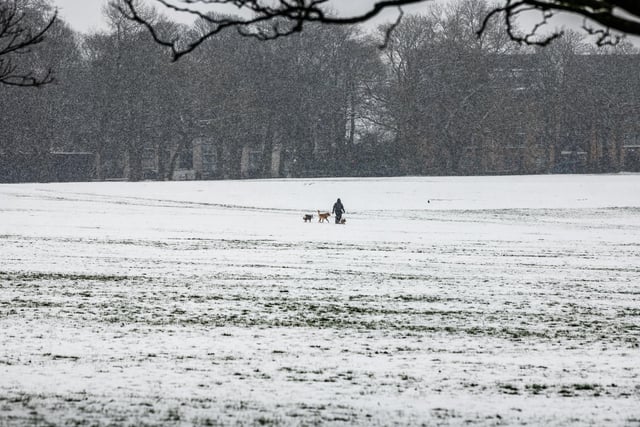 A man walk his dogs across the snow covered Soldiers Field in Leeds.