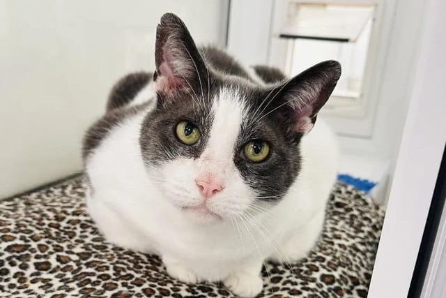 Tom, 10, is an affectionate cat who loves treats and bird-watching. Being on the heavier side, he is looking for a new family that would help him on his weight loss journey.