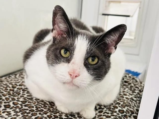 Tom, 10, is an affectionate cat who loves treats and bird-watching. Being on the heavier side, he is looking for a new family that would help him on his weight loss journey.