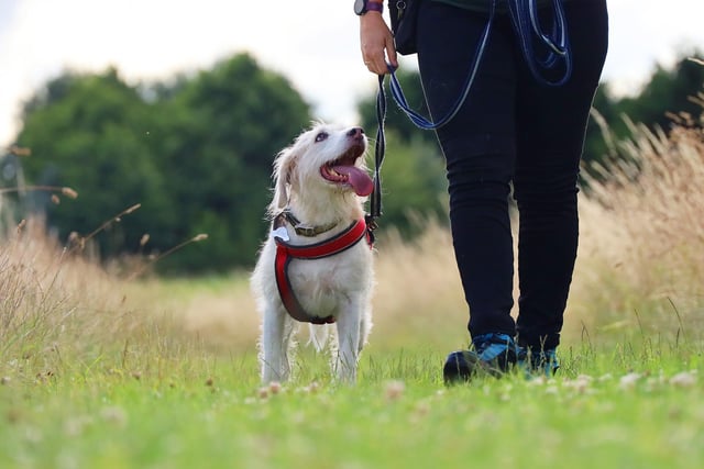Eight-year-old Trail hound Crossbreed Ava enjoyed walks this month. The shy pup has built up her confidence and would suit a calm and peaceful home.
