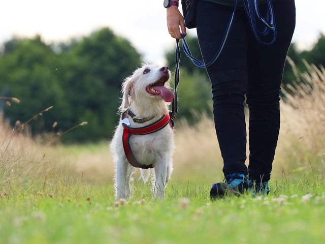 Eight-year-old Trail hound Crossbreed Ava enjoyed walks this month. The shy pup has built up her confidence and would suit a calm and peaceful home.