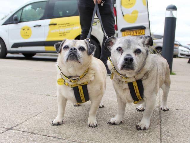 Amy and Alfie, a pair of 15-year-old Pug crosses, came to the centre through no fault of their own. They are brother and sister and have always lived together - they're often found following each other around their foster home. A new, calm and quiet home would suit them, where they would be fine to be left for a couple of hours on their own. Potential adopters shouldn't let Amy and Alfie's age put them off, as they are the perfect houseguests in their current foster home.