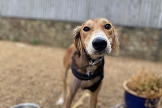 Sandy, a two-year-old Saluki, is a sweet and affectionate girl who loves cuddles on the sofa and plenty of fuss. She came to the centre breaking her leg. It's all fixed now, but she's still strengthening it back up and the animal care team are helping with her physio. She is  looking for a loving family that are up for seeing her crazy character.