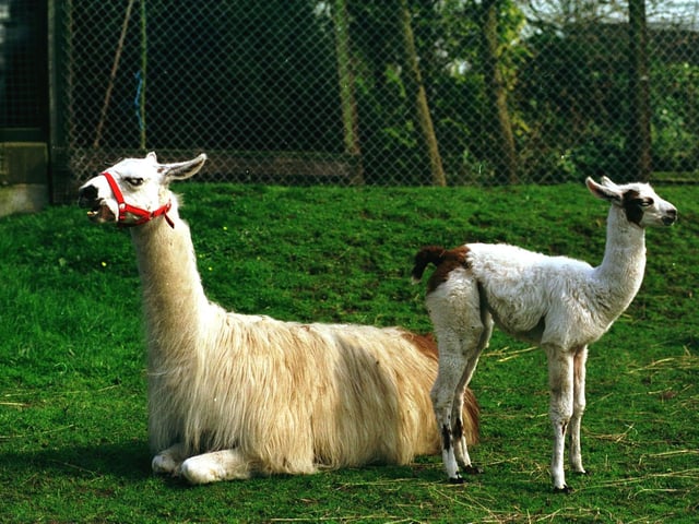 A three-week-old baby Llama born at Sewerby Hall is pictured with mother in April 1999.
