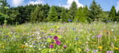 Encourage insects into green spaces. Photo: Adobe