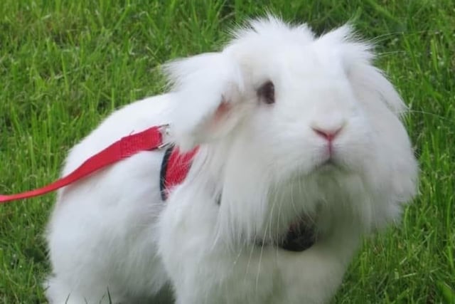 Emma Hallett said: "This is Chewie he is a Lionhead Lop, he is very inquisitive, at times naughty, and he makes us laugh with his zoomies, binkies and flops, he loves having head rubs and his ears massaged."