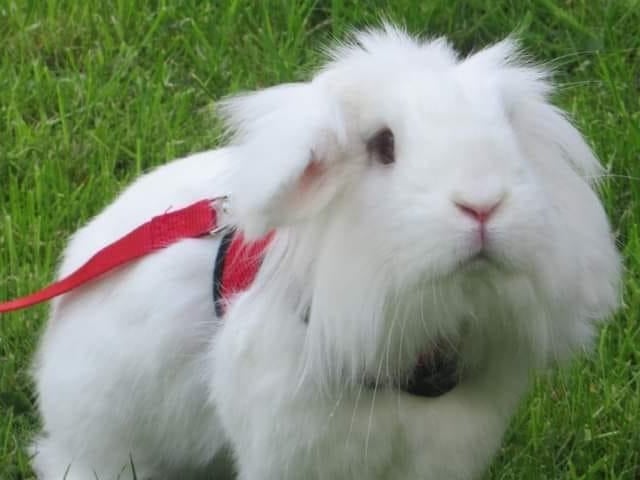 Emma Hallett said: "This is Chewie he is a Lionhead Lop, he is very inquisitive, at times naughty, and he makes us laugh with his zoomies, binkies and flops, he loves having head rubs and his ears massaged."