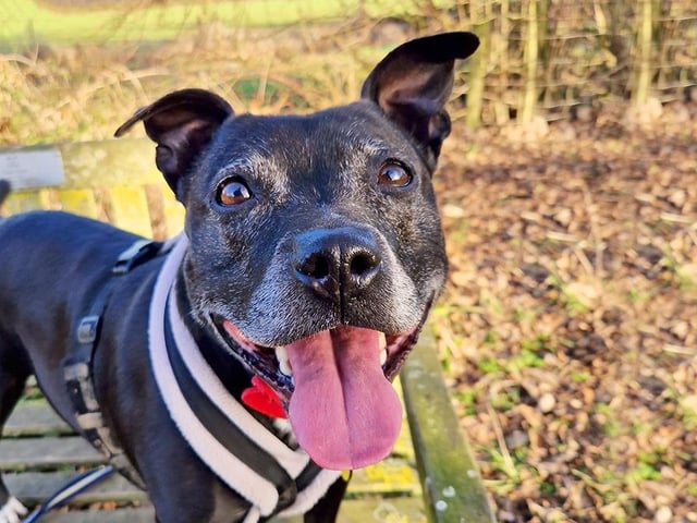 Cheeka is a super bubbly 9yr old Staffy who shows no signs of slowing down! She does like a calm environment so an adult-only home where she’ll be the only pet will be ideal. Sadly, she is rather noise sensitive, so her home needs to be away from noisy roads and with easy access to peaceful walking areas as she is still learning to travel in a car. Cheeka loves a good zoom around to burn off energy so a secure garden will certainly be needed for this!
