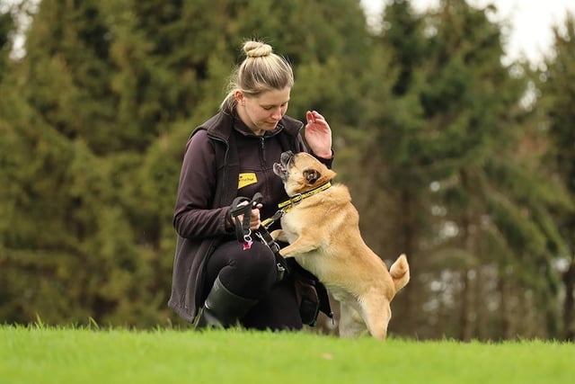 We spotted little Teddy getting some love from his handler Sophie whilst out on a walk.
He’s a four-year-old Pug Crossbreed who likes lots of attention! He’s a real sassy lad too and everyone who knows him thinks he’s super fun! He has a few training needs but is doing really well so will suit adopters who are keen to work with the team to help him continue to thrive.