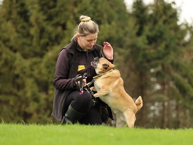 We spotted little Teddy getting some love from his handler Sophie whilst out on a walk.
He’s a four-year-old Pug Crossbreed who likes lots of attention! He’s a real sassy lad too and everyone who knows him thinks he’s super fun! He has a few training needs but is doing really well so will suit adopters who are keen to work with the team to help him continue to thrive.