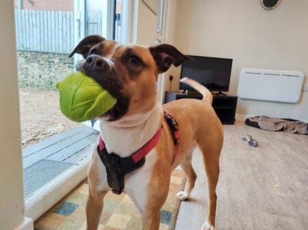 Staffie X Holly is approximately one years old and is a sweet and friendly girl who loves attention. She is looking for a loving family willing to be patient with her anxieties and low confidence.