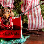 The Dashing Dachshund Christmas Tour party was held at Electric Press, in Cookridge Street, where adorable sausage dog Daisy was given a ride on Santa's doggie sleigh.