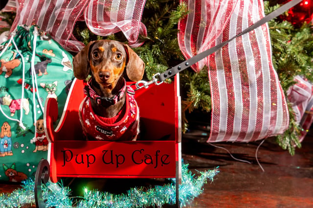 The Dashing Dachshund Christmas Tour party was held at Electric Press, in Cookridge Street, where adorable sausage dog Daisy was given a ride on Santa's doggie sleigh.