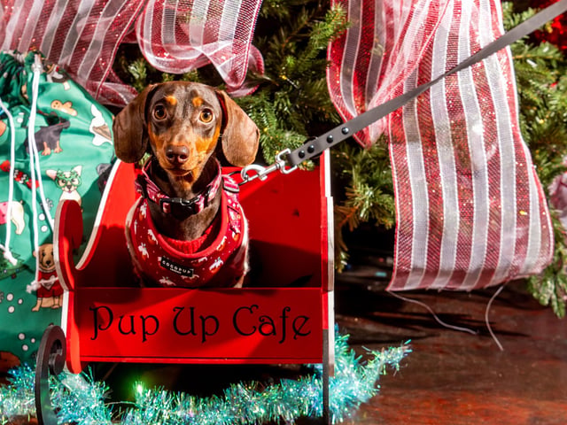 The Dashing Dachshund Christmas Tour party was held at Electric Press, in Cookridge Street, where adorable sausage dog Daisy was given a ride on Santa's doggie sleigh.
