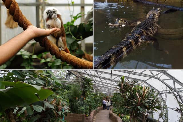 Animals pictured at Tropical World, near Roundhay Park in Leeds, which is set to get a £250,000 boost to create new wildlife enclosures