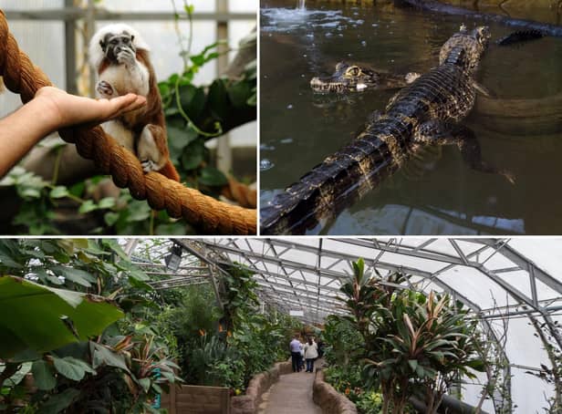 Animals pictured at Tropical World, near Roundhay Park in Leeds, which is set to get a £250,000 boost to create new wildlife enclosures