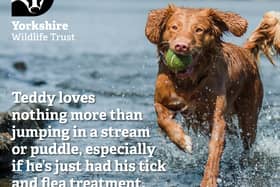 One flea treatment for a large dog contains enough chemicals to kill 25 million bees - imagine what it might do to insects in streams and rivers. Please, keep your dog on a lead.