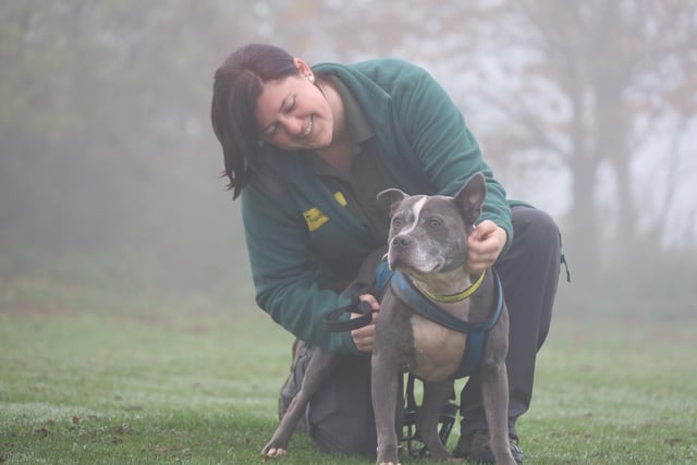It’s been a bit of a foggy week, but weather never stops the rehoming centre staff getting all the dogs out and about for their daily exercise sessions.
Here’s handsome Trigger enjoying a little ear scratch! He’s a super playful seven-year-old Staffordshire Bull Terrier who is looking for patient and understanding Staffy loving adopters who will be happy to take a bit of time settling him into his new life.