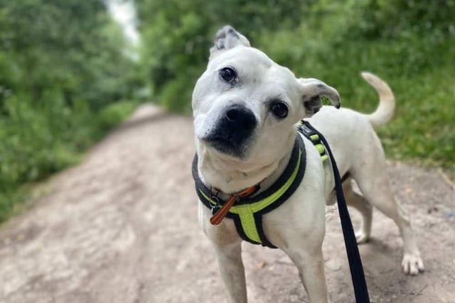 Spud, a two-year-old Staffie,  is completely goofy and enjoys making the animal care team laugh at his silly antics. Since he's been at the animal centre he's made lots of two-legged and four-legged friends, and he really enjoys leisurely walks with them all. He can get a bit overly excited at times, so will need a family who are very understanding and patient while he learns to calm down.