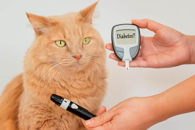 Measuring a pets' glucose levels (photo: Adobe)