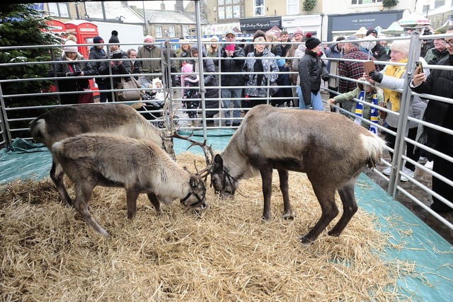 Reindeer add to the festivities