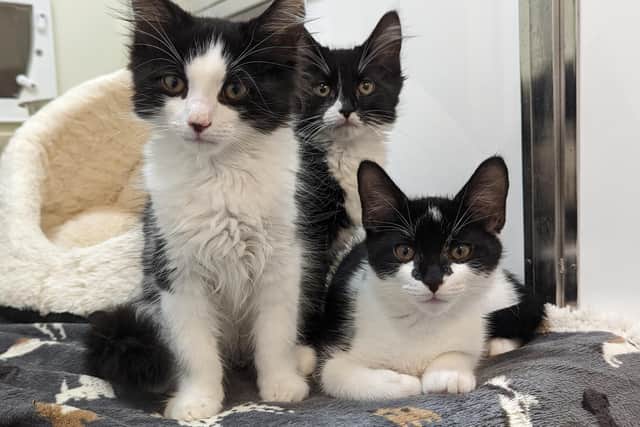 The kittens are now in the care of the RSPCA, whose staff have named them Hop, Skip and Jump