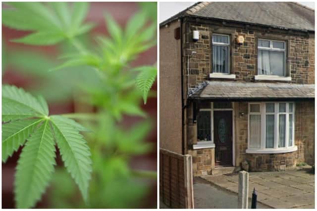 Cannabis plants worth a potential £62,000 were found at the property in Stanningley.