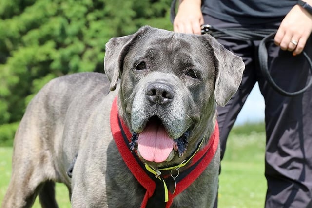 Khalifa is an eight-year-old Mastiff Crossbreed who likes an easy life. He loves fuss and attention, but due to his size would need his adopters to be confident with larger breeds. All he needs is a peaceful retirement home where he can relax and snooze the day away.