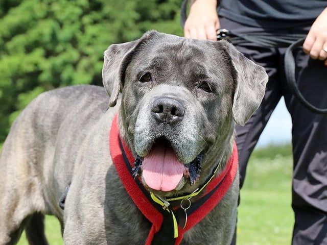 Khalifa is an eight-year-old Mastiff Crossbreed who likes an easy life. He loves fuss and attention, but due to his size would need his adopters to be confident with larger breeds. All he needs is a peaceful retirement home where he can relax and snooze the day away.