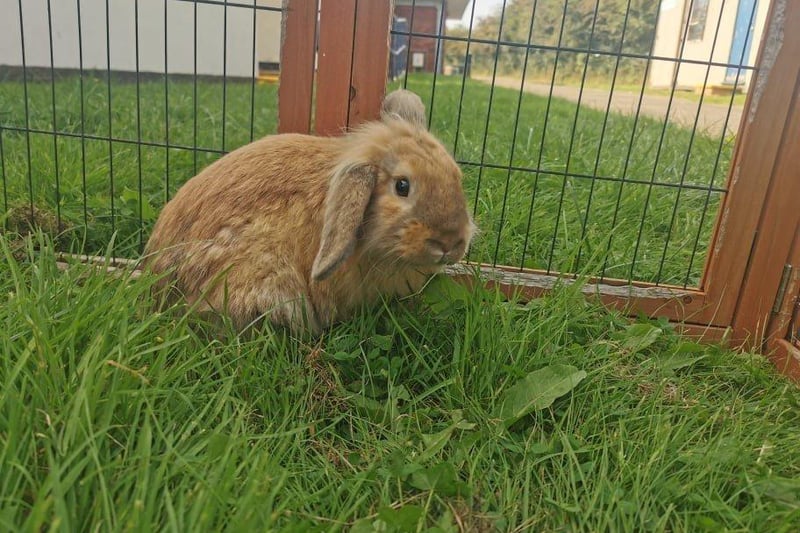 Mason loves nothing more than munching on fresh veg and running around an outside pen. He is looking for an experienced owner and a neutered female rabbit to keep him company.