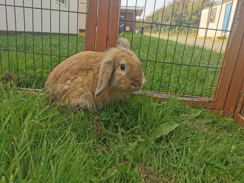 Mason loves nothing more than munching on fresh veg and running around an outside pen. He is looking for an experienced owner and a neutered female rabbit to keep him company.