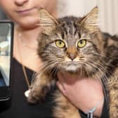 Phoebe and Imogen Kaye whose cat has gone missing have adopted a lookalike cat. Picture Scott Merrylees
