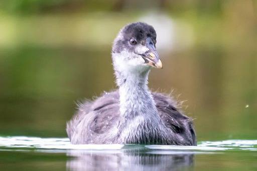 This is a juvenile Coot as you can see there getting there iconic white beak and getting the black feathers coming through too.