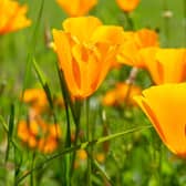 Orange California poppies bloom in spring