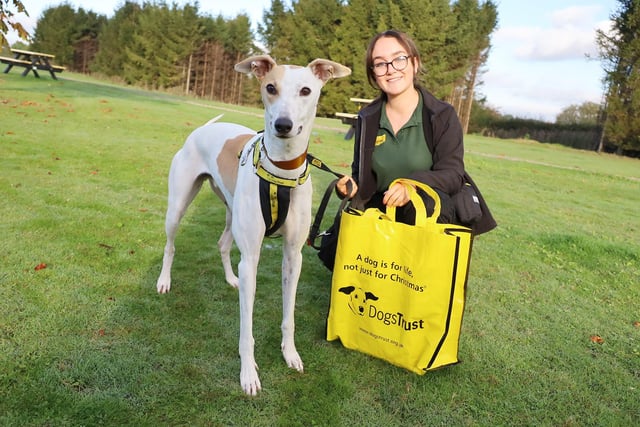 Amongst the many dogs who left for their forever homes this week was Tommy! 
The 18m old Lurcher was handed over a few months ago after his previous owner could no longer keep him.
He needed the team to help him learn how to keep his paws on the ground, and thankfully his training paid off!
This week he was officially adopted and left to start his new life. Good luck Tommy!
