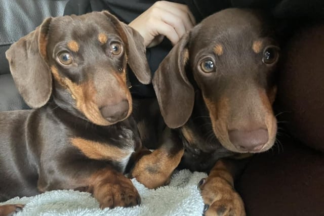 Jade Halliday shared this adorable picture of her two Dachshunds - who she said were the "most affectionate pooches"