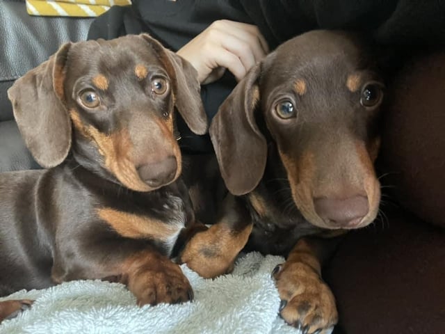 Jade Halliday shared this adorable picture of her two Dachshunds - who she said were the "most affectionate pooches"