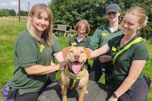 Vera loves spending time with her favourite people. The two-year-old Staffy Cross is looking for an active home with adopters who can keep up with her.