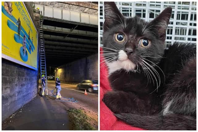 Hunslet firefighters worked with volunteers from Henry's Haven to rescue the terrified kittens.