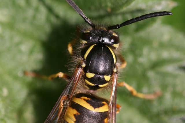 Experts are warning that the soaring temperatures and lack of rainfall could lead to a late summer surge in wasps. PIC: PA
